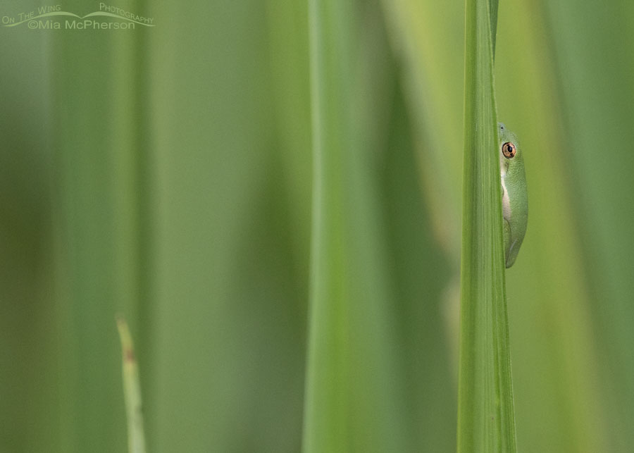 Nearly hidden Green Tree Frog, Sequoyah National Wildlife Refuge, Oklahoma