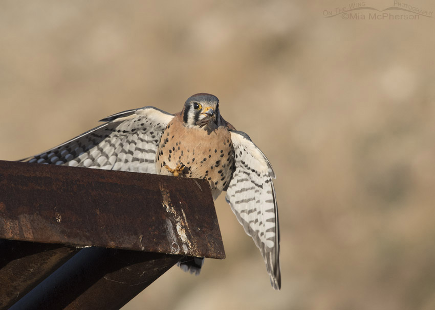 Male American Kestrel landing with a grasshopper, Farmington Bay WMA, Davis County, Utah