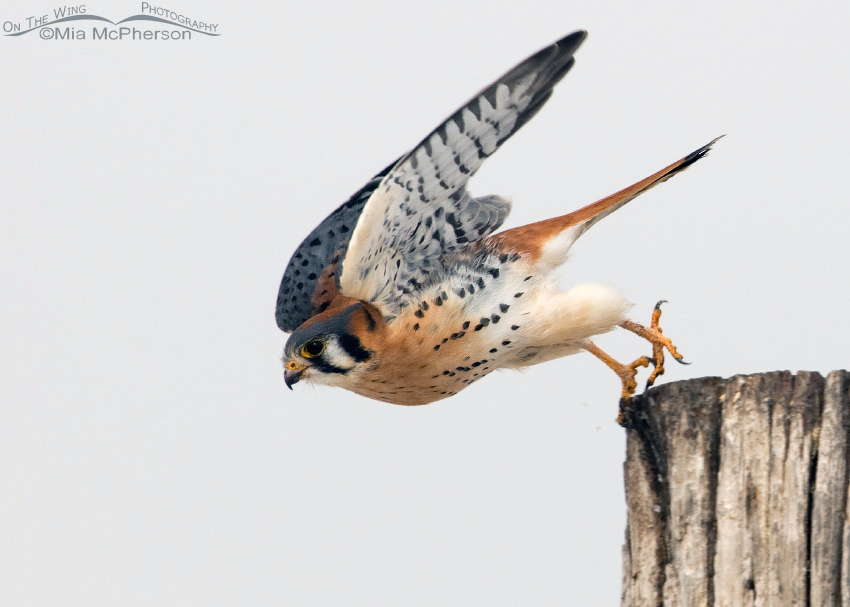 Male American Kestrel lift off, Farmington Bay WMA, Davis County, Utah