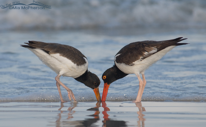 American Oystercatchers just after sunrise, juvenile on the left, adult on the right. Fort De Soto County Park, Pinellas County, Florida