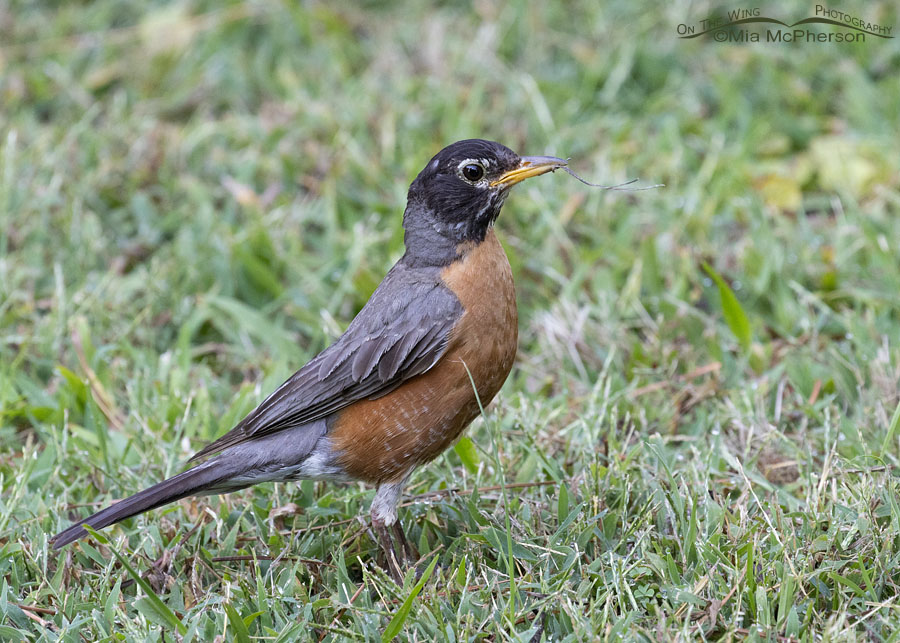 American Robin with nesting material, Sebastian County, Arkansas