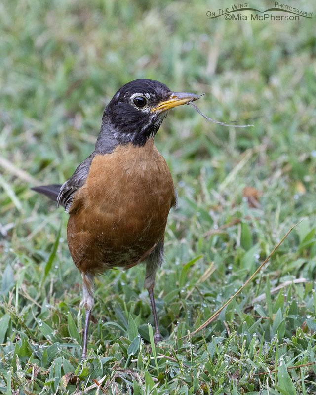 American Robin nesting in August, Sebastian County, Arkansas