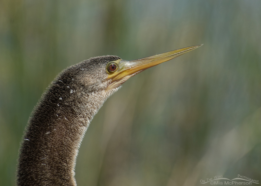 Female Anhinga portrait, Lake Carillon, Pinellas County, Florida