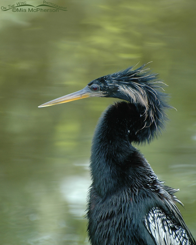 Anhinga’s Bad Hair Day, Sawgrass Lake Park, Pinellas County, Florida