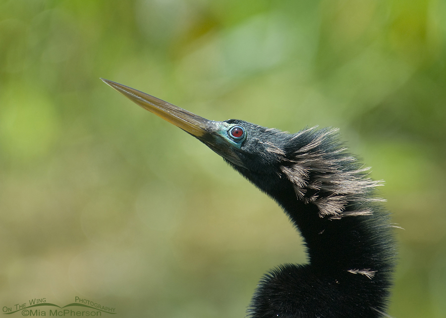 Male Anhinga portrait, Lake Carillon, Pinellas County, Florida