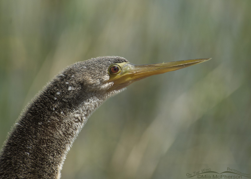 Portrait of an Anhinga female, Lake Carillon, Pinellas County, Florida