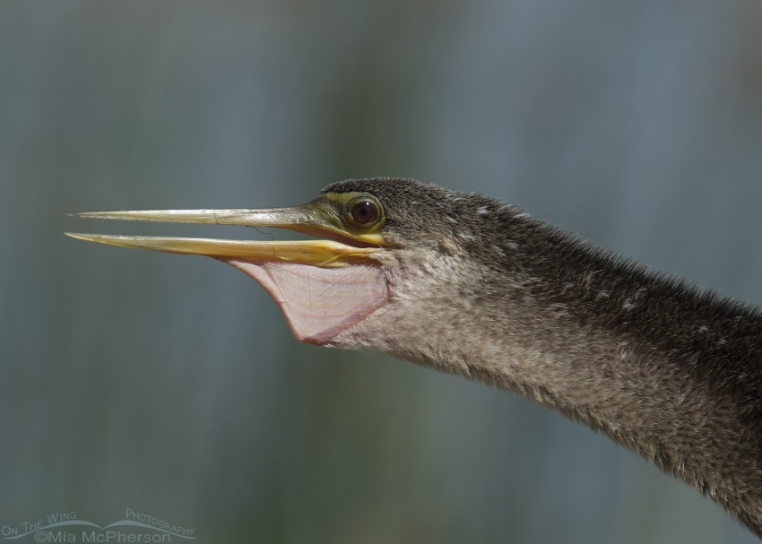 Female Anhinga with open beak, Lake Carillon, Pinellas County, Florida