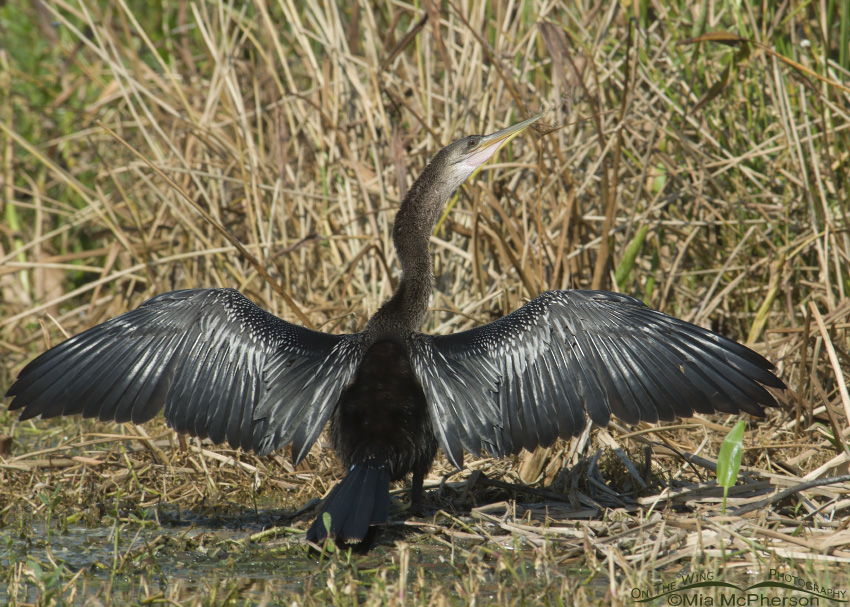 Anhinga sunning, Roosevelt Wetland, Pinellas County, Florida