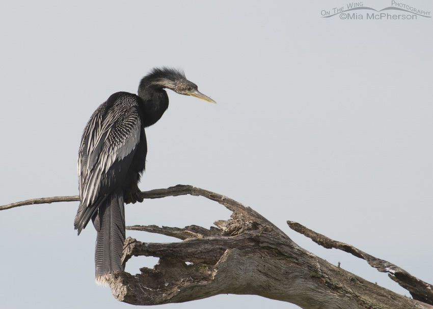 Anhinga in early morning light, Roosevelt Wetland, Pinellas County, Florida