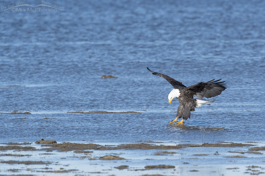 Adult Bald Eagle landing on a clump of mud, Farmington Bay WMA, Davis County, Utah