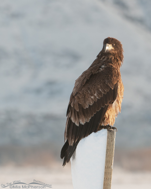 Perched juvenile Bald Eagle, Farmington Bay WMA, Davis County, Utah