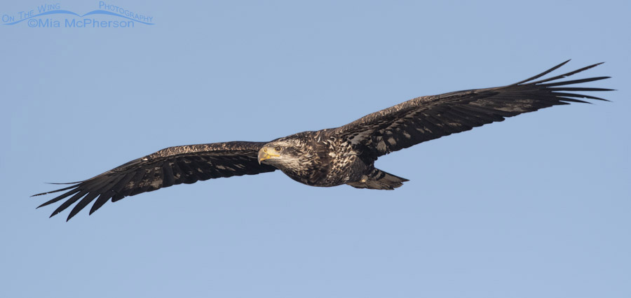 Sub-adult Bald Eagle in flight up close, Farmington Bay WMA, Davis County, Utah