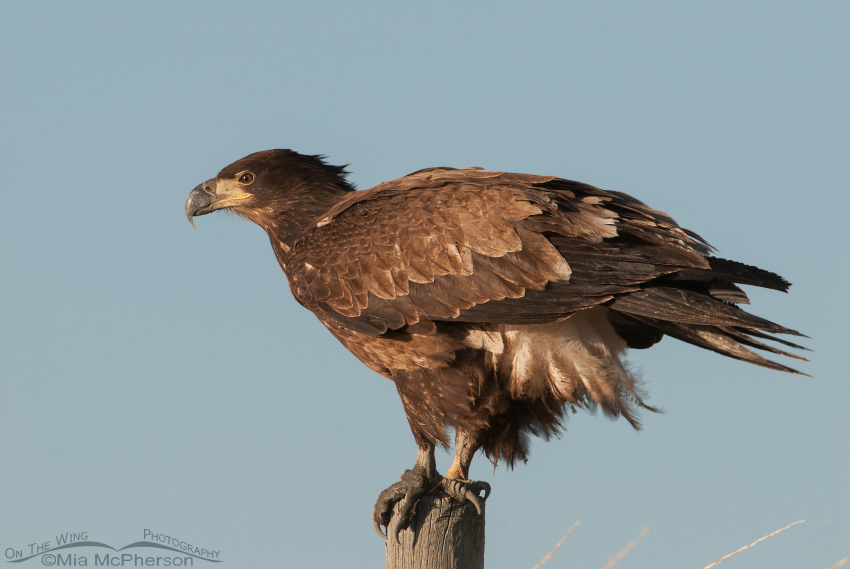 First year Bald Eagle with muddy feet, Farmington Bay WMA, Davis County, Utah