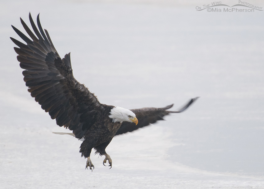 Bald Eagle landing on ice in a fog, Farmington Bay WMA, Davis County, Utah