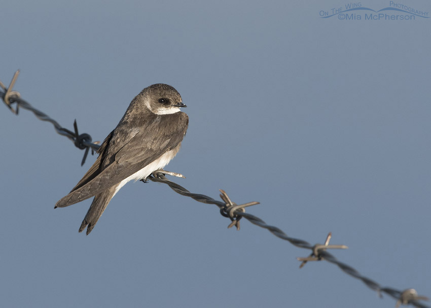 Perched Bank Swallow, Centennial Valley, Beaverhead County, Montana