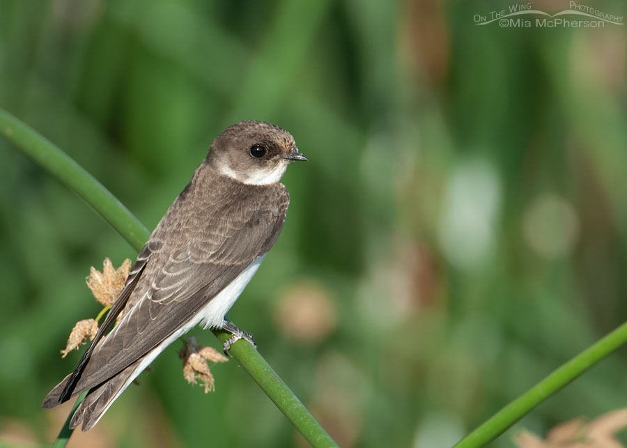 Bank Swallow perched on a rush, Bear River Migratory Bird Refuge, Box Elder County, Utah