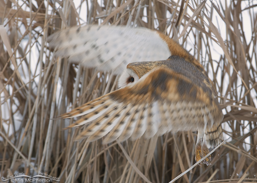 Barn Owl blur as it lifts off from a marshy area at Farmington Bay WMA, Utah