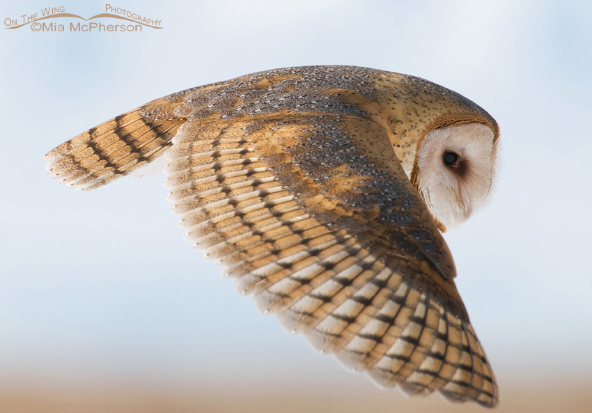 American Barn Owl close up in flight, Farmington Bay Waterfowl Management Area, Davis County, Utah