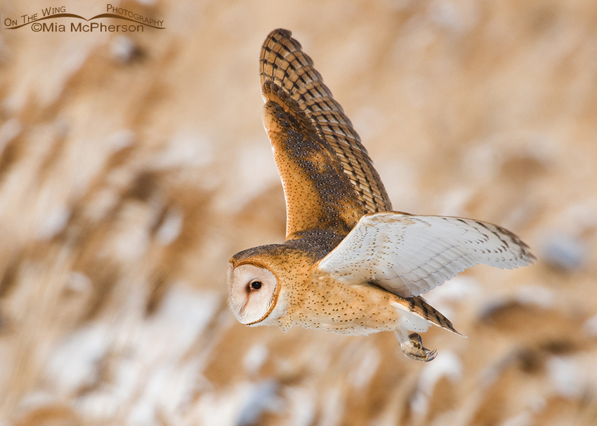 American Barn Owl flying over a marsh in winter, Farmington Bay Waterfowl Management Area, Davis County, Utah