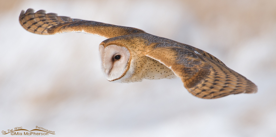 American Barn Owl flying close up, Farmington Bay Waterfowl Management Area, Davis County, Utah