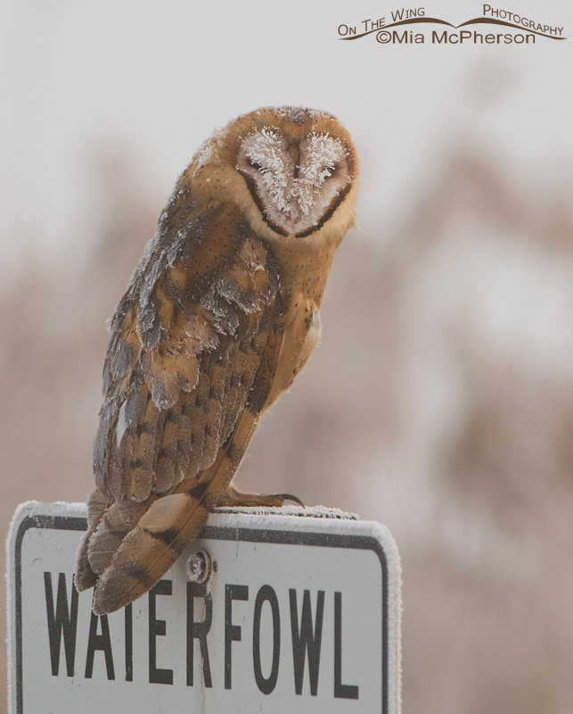 Frost covered American Barn Owl, Farmington Bay WMA, Davis County, Utah