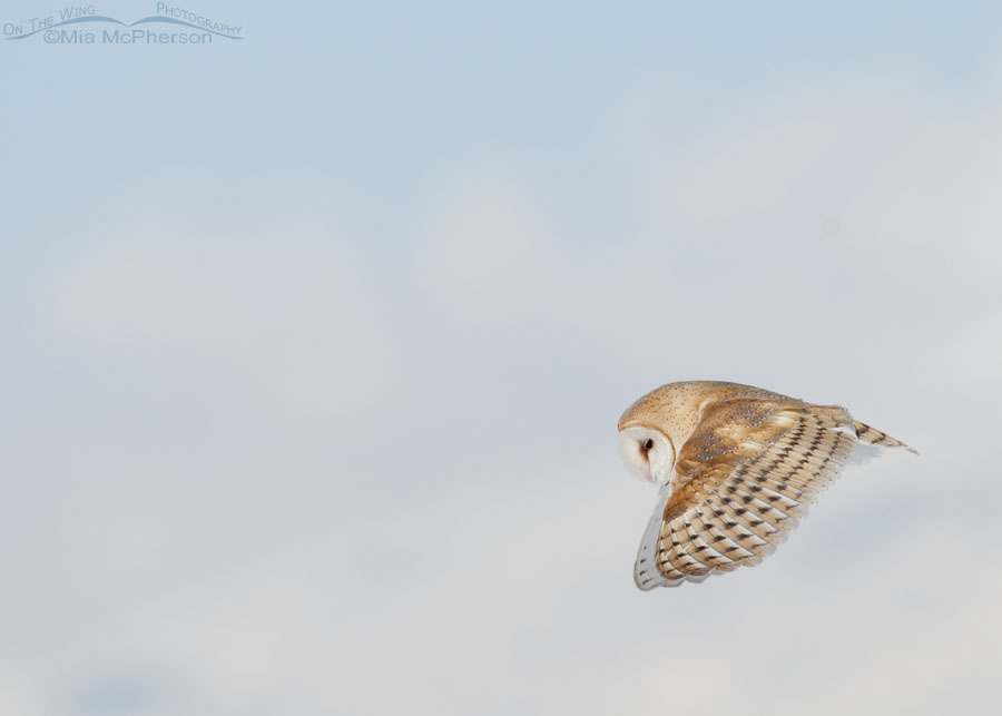 Hunting American Barn Owl in flight, Farmington Bay Waterfowl Management Area, Davis County, Utah