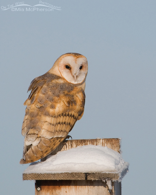 American Barn Owl perched on a kestrel nest box on top of Goose Egg Island, Farmington Bay WMA, Davis County, Utah