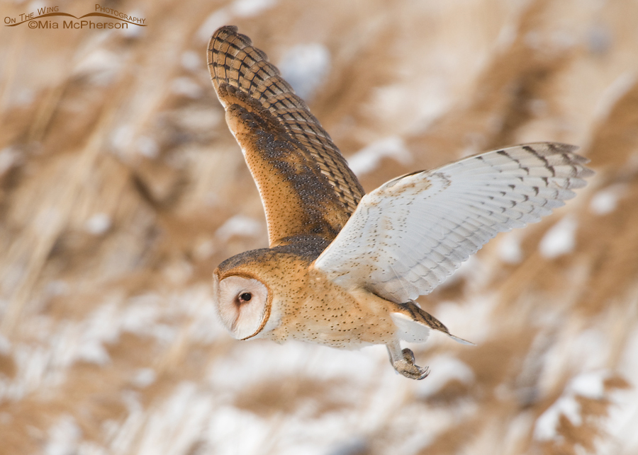 American Barn Owl flying over a snowy wetland at Farmington Bay Waterfowl Management Area, Davis County, Utah