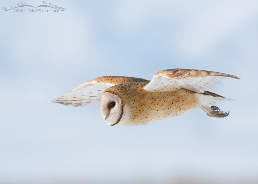 American Barn Owl fly by, Farmington Bay Waterfowl Management Area, Davis County, Utah