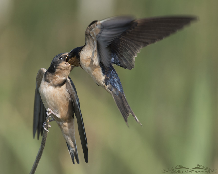 Juvenile Barn Swallow being fed at Bear River Migratory Bird Refuge, Box Elder County, Utah