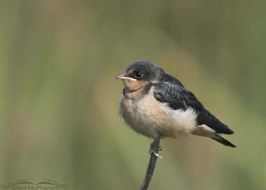 Perched juvenile Barn Swallow, Bear River Migratory Bird Refuge, Box Elder County, Utah