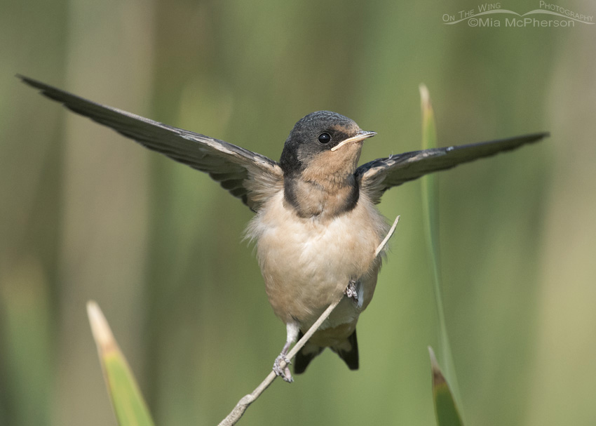 Juvenile Barn Swallow at Bear River MBR, Box Elder County, Utah