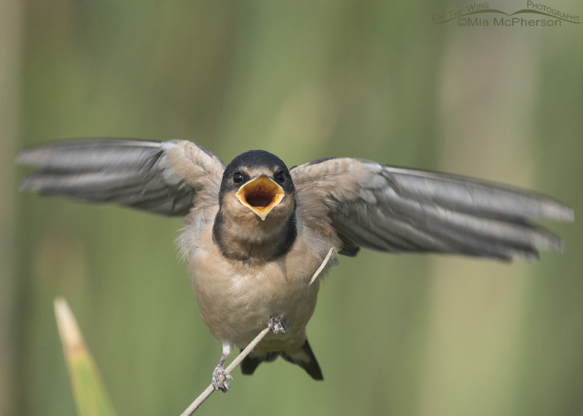 Juvenile Barn Swallow begging to be fed, Bear River Migratory Bird Refuge, Box Elder County, Utah