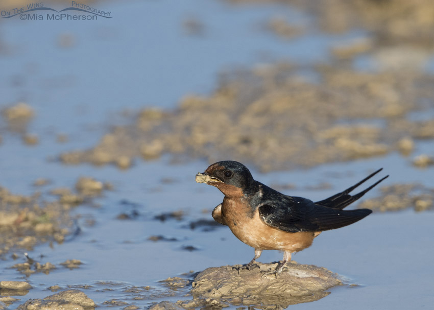 Barn Swallow with a bill full of mud, Antelope Island State Park, Davis County, Utah