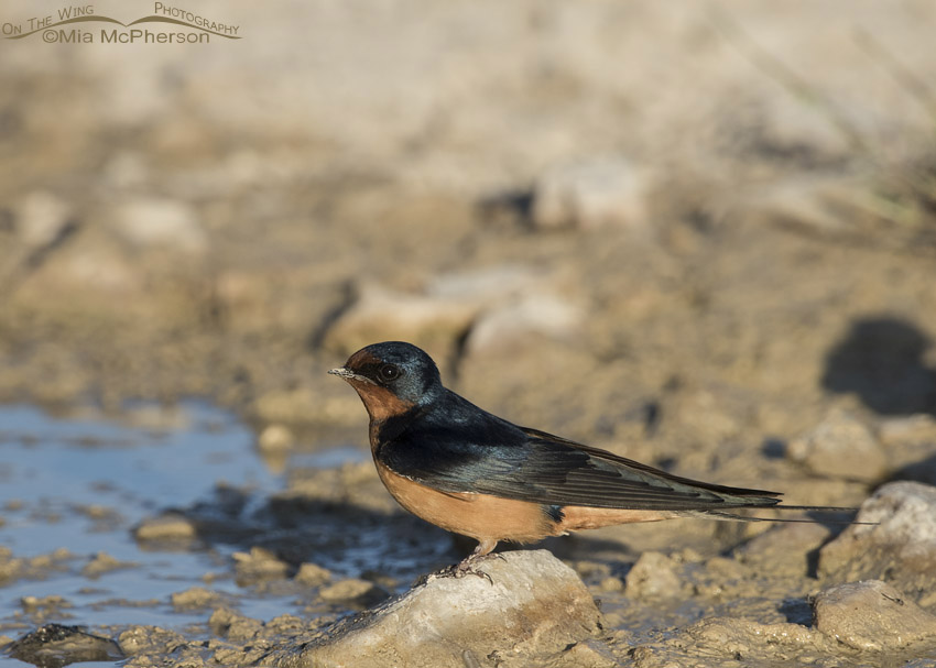 Barn Swallow at the edge of a puddle, Antelope Island State Park, Davis County, Utah