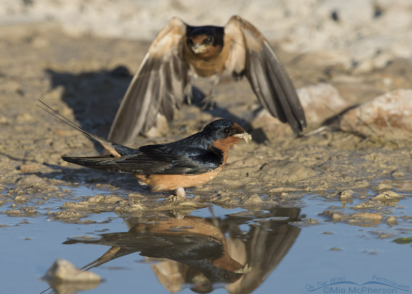 Barn Swallow photo bomb, Antelope Island State Park, Davis County, Utah