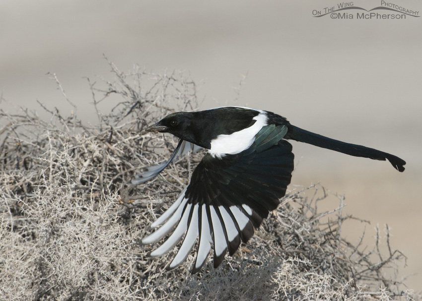 Black-billed Magpie taking off with mud on its bill, Antelope Island State Park, Davis County, Utah