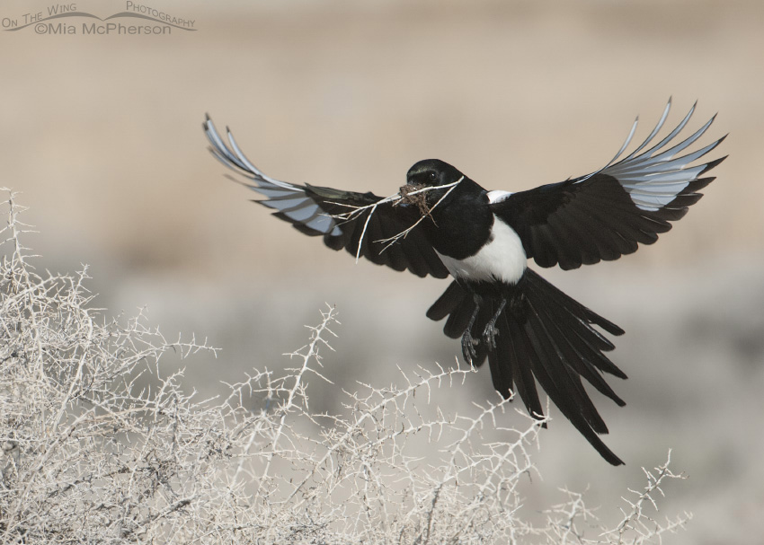 Black-billed Magpie with wings spread and nesting material in its bill, Antelope Island State Park, Davis County, Utah