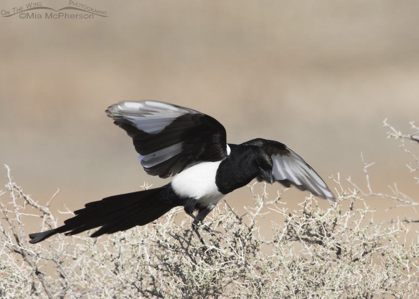 Partially Leucistic Black-billed Magpie landing on Greasewood, Antelope Island State Park, Davis County, Utah