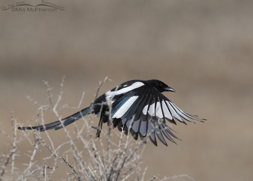 Partially Leucistic Black-billed Magpie in flight, Antelope Island State Park, Davis County, Utah