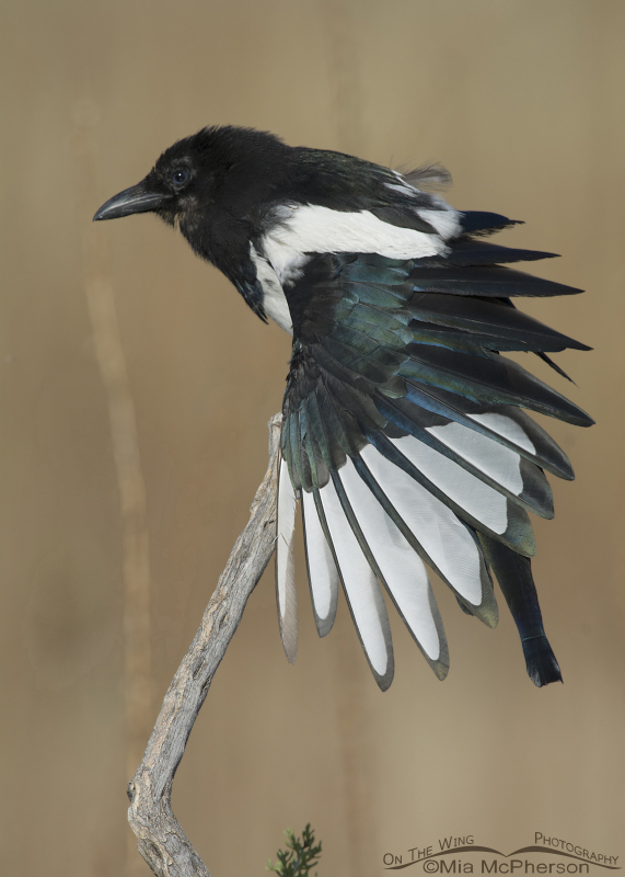 Juvenile Black-billed Magpie, Antelope Island State Park, Utah