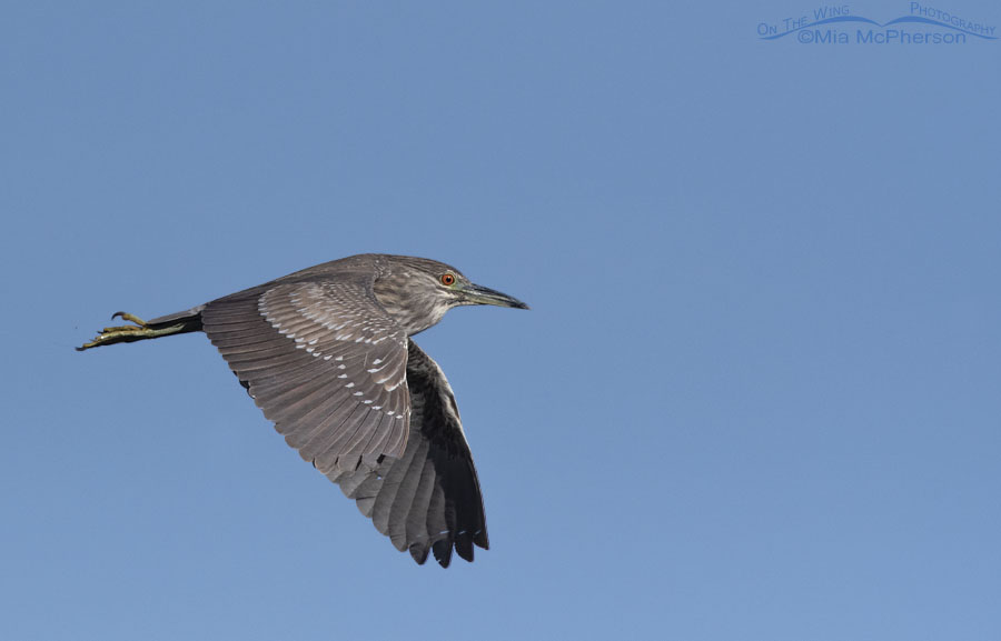 Immature Black-crowned Night Heron in flight against a clear blue sky, Bear River Migratory Bird Refuge, Box Elder County, Utah