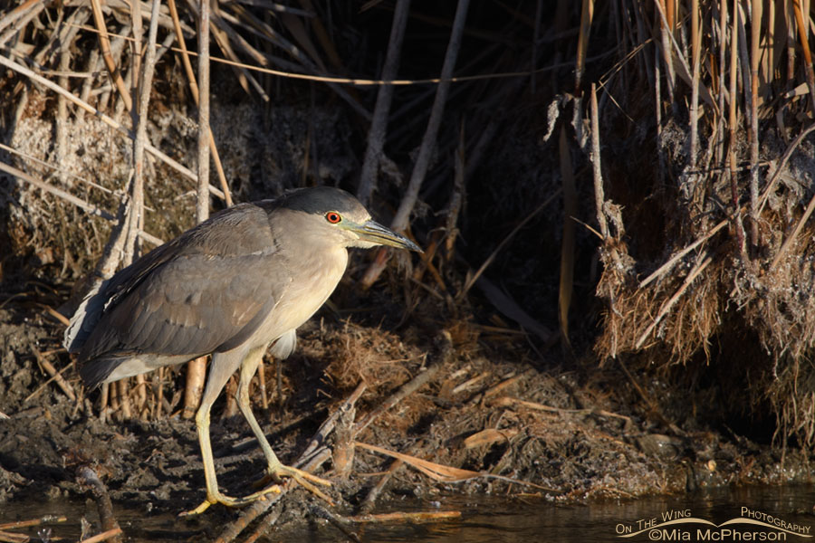 Second winter Black-crowned Night Heron, Farmington Bay WMA, Davis County, Utah