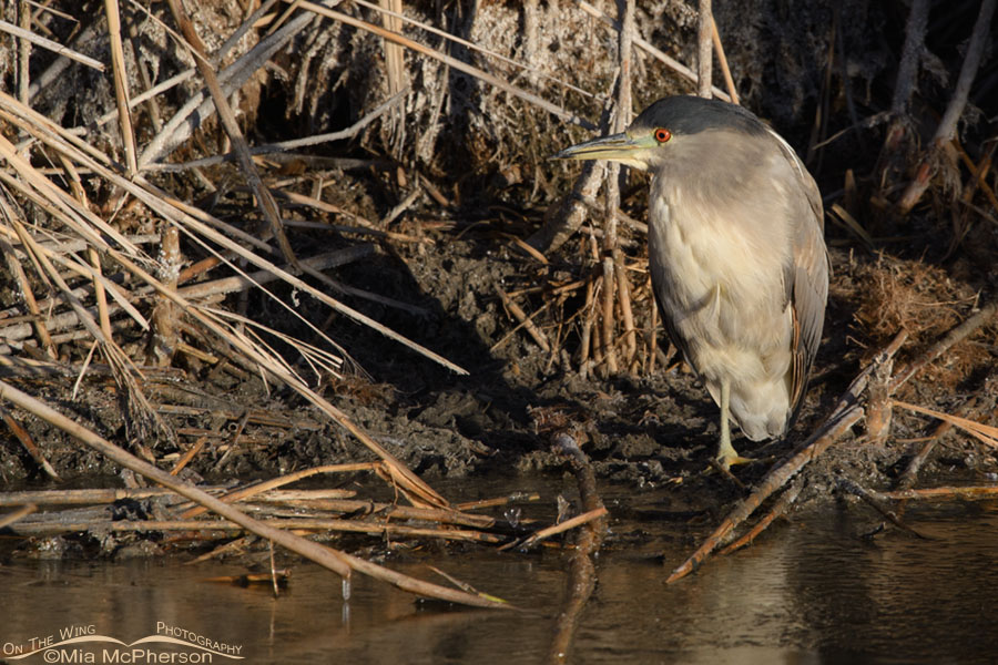 Black-crowned Night Heron in its second winter, Farmington Bay WMA, Davis County, Utah