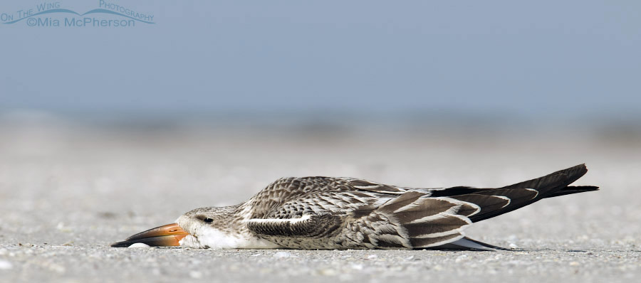 Relaxed Black Skimmer chick on the sands of the north beach at Fort De Soto County Park, Pinellas County, Florida