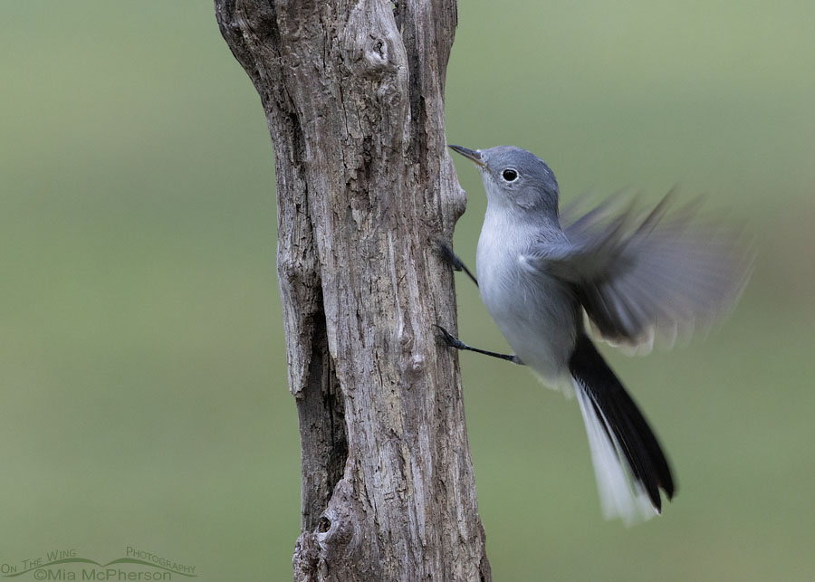 Blue-gray Gnatcatcher landing on driftwood, Sebastian County, Arkansas