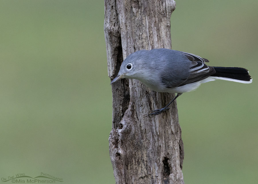 Blue-gray Gnatcatcher perched on driftwood, Sebastian County, Arkansas