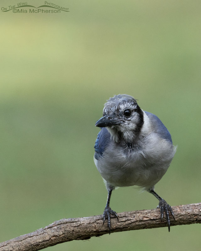 Teen-aged or immature Blue Jay, Sebastian County, Arkansas