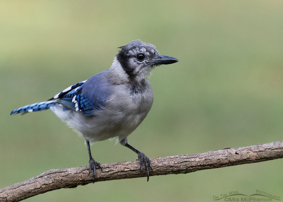 Young Blue Jay showing new feather growth and pin feathers, Sebastian County, Arkansas