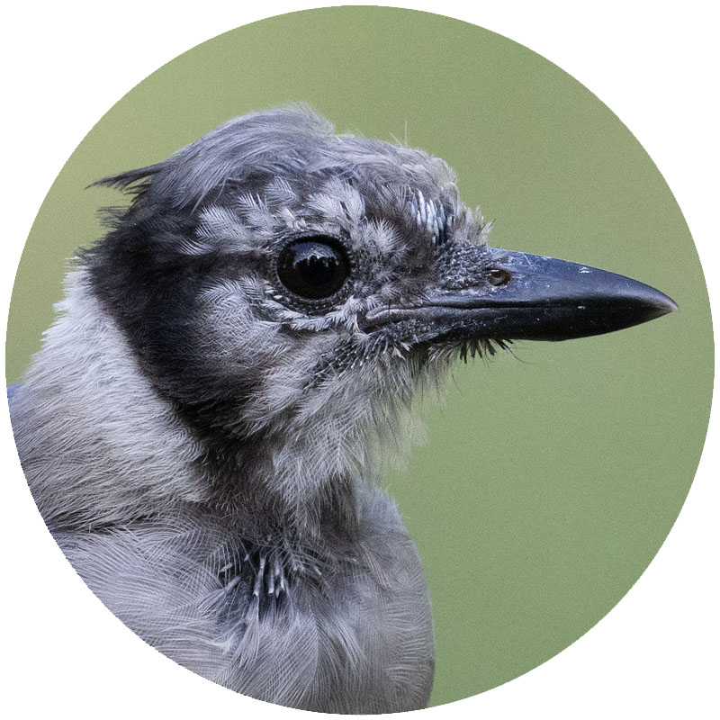 Young Blue Jay showing new feather growth and pin feathers close up, Sebastian County, Arkansas